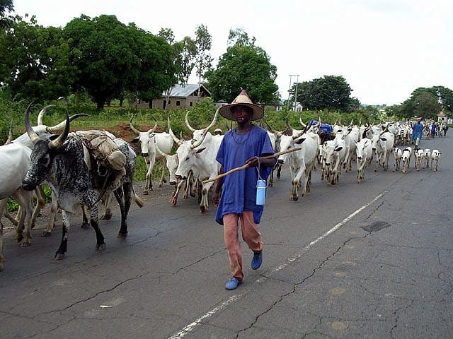 Fulani Herdsmen Return To Igangan, Cut Retired Principal’s Hands
