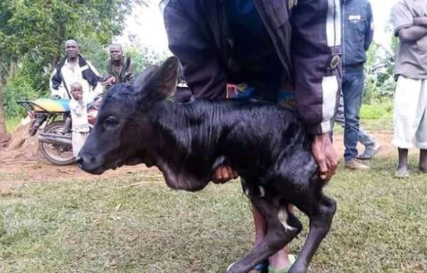 Cow Gives Birth To Two-Legged Calf In Kenya (Photos)