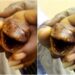 Man Cries Out After He Was Served This Strange Animal at A Chinese Birthday Party (Photo)