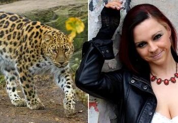 Tragic As Model Mauled By Leopard After Getting Into Its Cage During Photoshoot