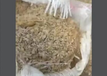Watch The Video Of Spoiled Bags Of Rice Being Refined, Repackaged In Benue For Re-Sale