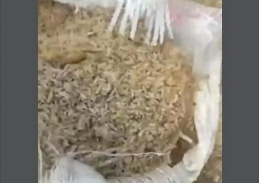 Watch The Video Of Spoiled Bags Of Rice Being Refined, Repackaged In Benue For Re-Sale