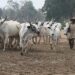 Miyetti Allah Demands Creation Of Livestock Ministry