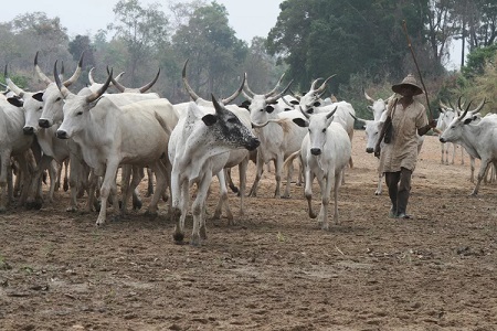 Miyetti Allah Demands Creation Of Livestock Ministry