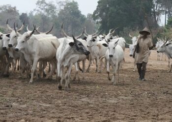 Miyetti Allah Bows To Pressure: Dumps Open Grazing, Adopts Feedlot System In Ondo