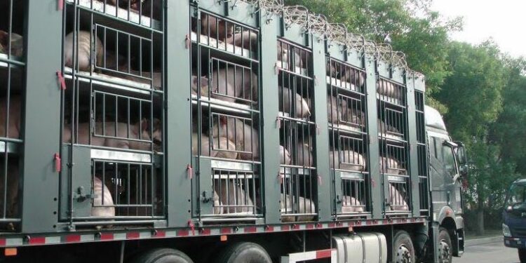 Kaduna Govt Bans Transportation Of Livestock