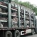 Kaduna Govt Bans Transportation Of Livestock