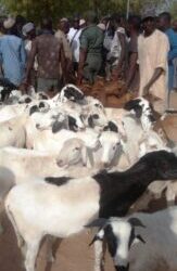 Nigerian Joint Security Operatives Rescue Cows, Goats From Katsina Bandits
