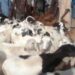 Nigerian Joint Security Operatives Rescue Cows, Goats From Katsina Bandits