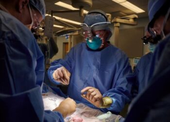 Wow! U.S. Surgeons Successfully Attach A Pig Kidney To A Human And It Works (Photos)