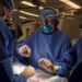 Wow! U.S. Surgeons Successfully Attach A Pig Kidney To A Human And It Works (Photos)