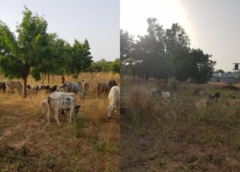 Security Agents Chase Away Bandits In Katsina, Recover Cows (Photo)