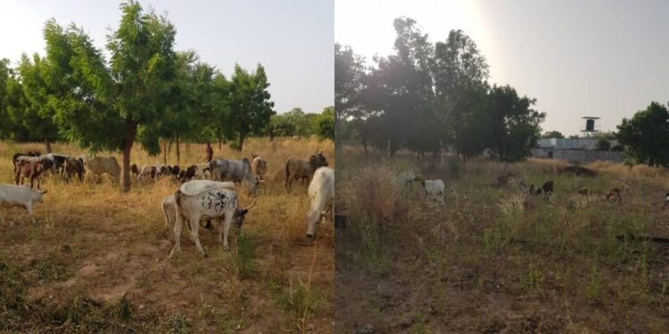 Security Agents Chase Away Bandits In Katsina, Recover Cows (Photo)