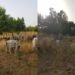 Security Agents Chase Away Bandits In Katsina, Recover Cows (Photo)