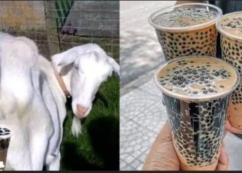 Goat Faeces Now In High Demand In China Because Of It’s Richness In Protein (Photos)