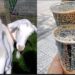 Goat Faeces Now In High Demand In China Because Of It’s Richness In Protein (Photos)