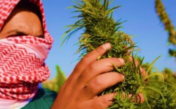 Lebanon Becomes First Arab Country To Legalize Cannabis