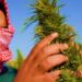 Lebanon Becomes First Arab Country To Legalize Cannabis