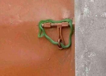 Drama As Landlord Locks Tenants’ Gate With Live Snake Over Unpaid Rent (Photo)