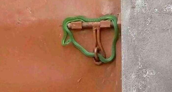Drama As Landlord Locks Tenants’ Gate With Live Snake Over Unpaid Rent (Photo)