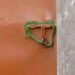 Drama As Landlord Locks Tenants’ Gate With Live Snake Over Unpaid Rent (Photo)
