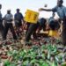 Youths Clash With Sharia Police In Kano Over Attempt To Seize Alcoholic Drinks