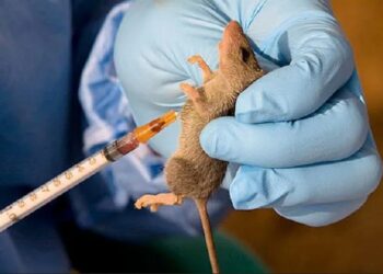 Nigeria Records 48 New Cases Of Lassa Fever In One Week