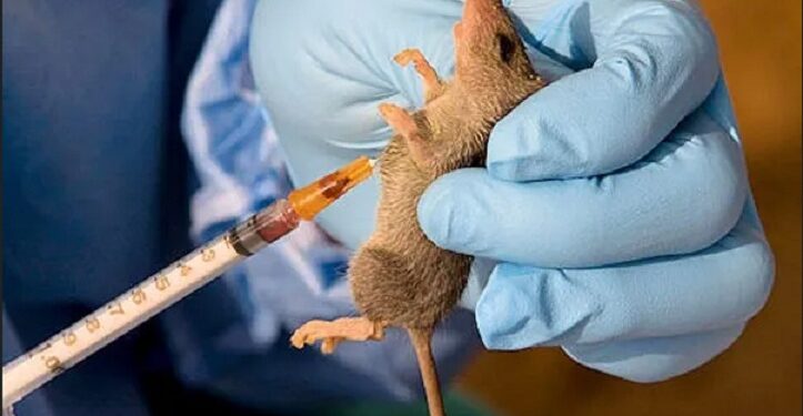 Nigeria Records 48 New Cases Of Lassa Fever In One Week
