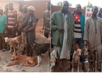 Amotekun Arrests 17 Northerners With 35 Dogs, Charms, Cutlasses In Ondo (Photos)