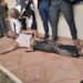 PDP Publicity Secretary, Nwoba Slumps In Court After Four Days In Detention (Photos)