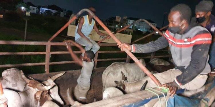 Adamawa To Block Sale, Transport Of Cows To Lagos, Other States