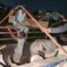 Adamawa To Block Sale, Transport Of Cows To Lagos, Other States