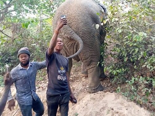 Excitement As Huge Elephant Spotted In Oyo (Photos)