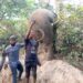 Excitement As Huge Elephant Spotted In Oyo (Photos)