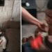 Woman Left In Shock After Discovering Her Housegirl Of 3 months Is A Man (Video)