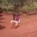 So Funny: Little Boy Spotted Riding a Sheep (Video)