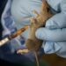 So Sad! Pregnant Woman Dies Of Lassa Fever In Osun