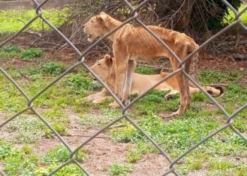 Man Shares Photo Of Malnourished Lions At Jos Wildlife Park (Photo)