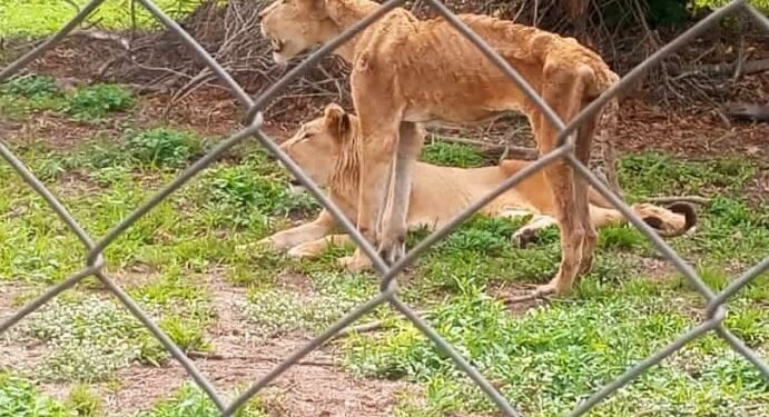 Man Shares Photo Of Malnourished Lions At Jos Wildlife Park (Photo)