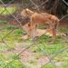 Man Shares Photo Of Malnourished Lions At Jos Wildlife Park (Photo)