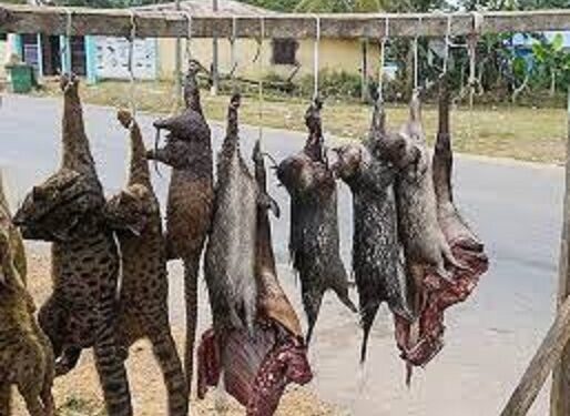 Monkey Pox: Ministry Of Agriculture Warns Nigerians, Desist From Bush Meat Consumption