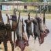 Monkey Pox: Ministry Of Agriculture Warns Nigerians, Desist From Bush Meat Consumption