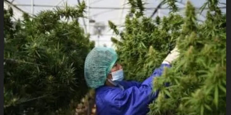 Thailand Legalizes Growing And Possession Of Cannabis