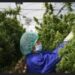 Thailand Legalizes Growing And Possession Of Cannabis