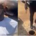 Herbalist Invites Police To Arrest Man Who Wanted To Sacrifice His Two Children For Money (Video)