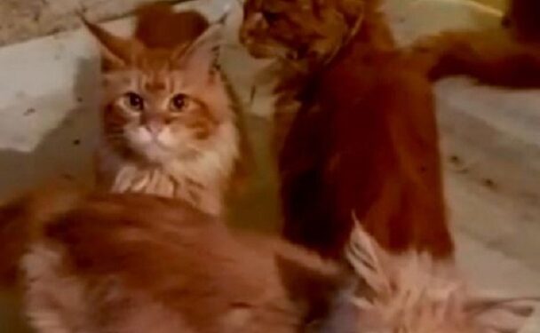 Woman Eaten By Her 20 Pet Cats After She Collapsed