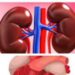 A Kidney Now Costs $262,000; Heart, $119,000 – UN Warns Nigerians!