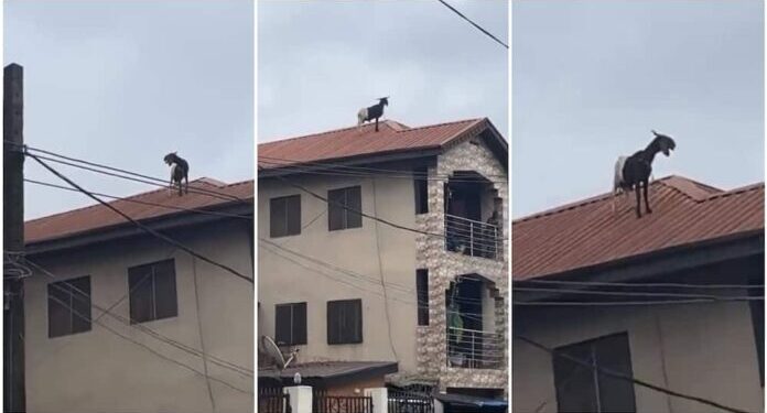 Ram Escapes To Roof Of Storey Building During Sallah In Lagos (Video)