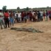 Villagers Capture Crocodile After It Reportedly Swallowed Seven-Year-Old Boy In India (Video)