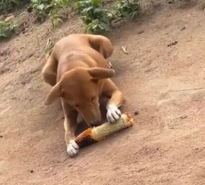 Country Hard O – Man Laments After Spotting Dog Eating Roasted Corn (Video)